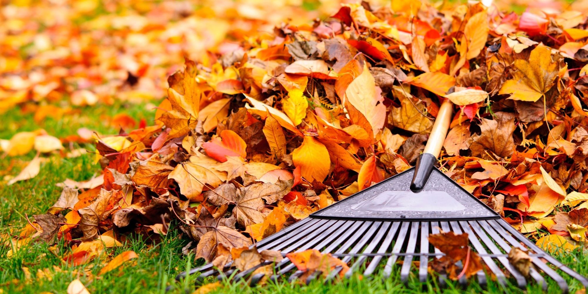 Fall Cleanup - Volunteers Requested
